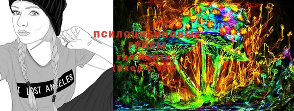 хмурый Аркадак